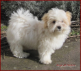 /album/galerie-photos/bichon-havaner-png/